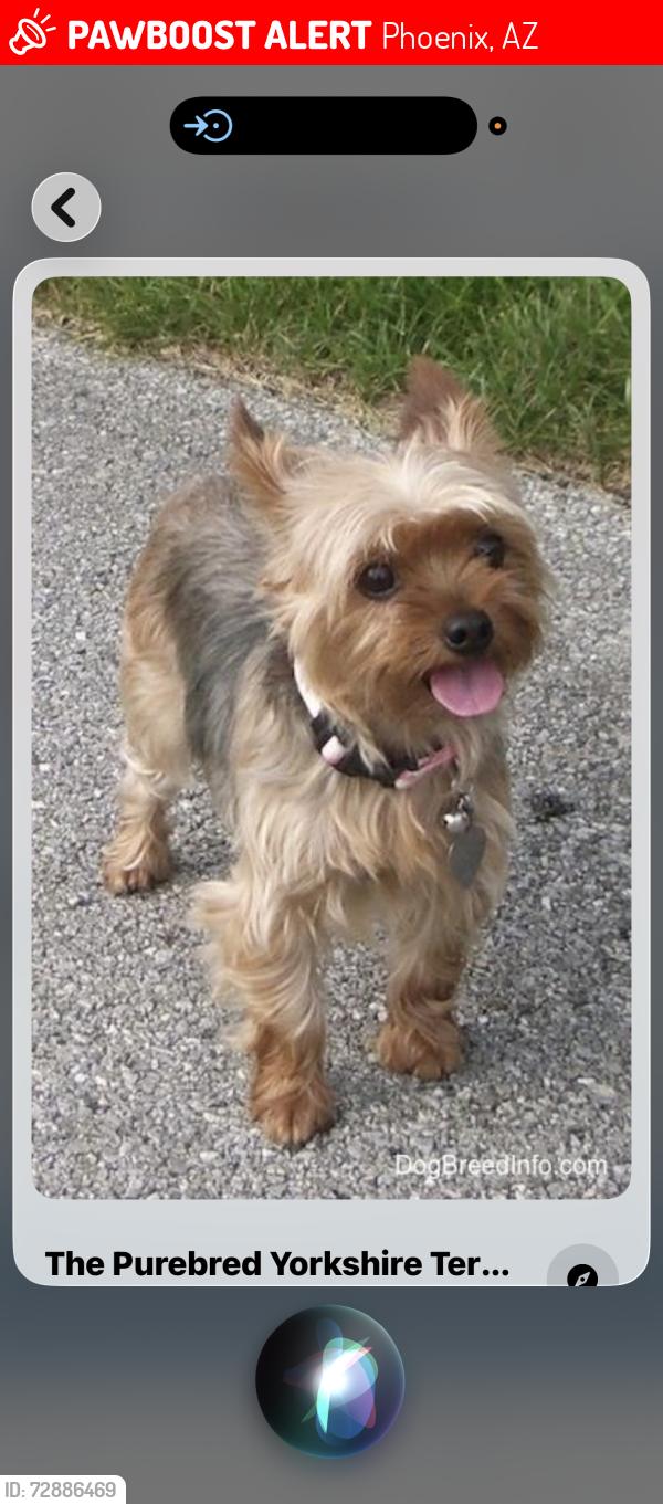 Lost Female Dog last seen 24th st & Baseline , Phoenix, AZ 85042