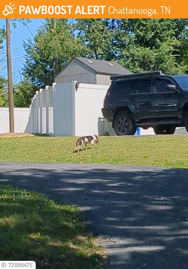 Found/Stray Male Dog last seen Brainerd hills Vet office, Chattanooga, TN 37421