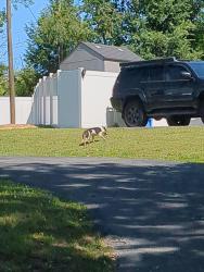 Found/Stray Male Dog last seen Brainerd hills Vet office, Chattanooga, TN 37421