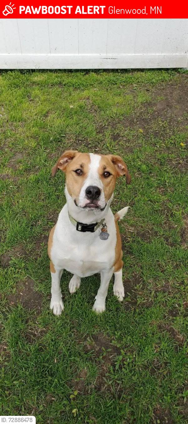 Lost Female Dog last seen Caseys gas station, Glenwood, MN 56334