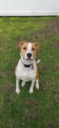 Lost Female Dog last seen Caseys gas station, Glenwood, MN 56334