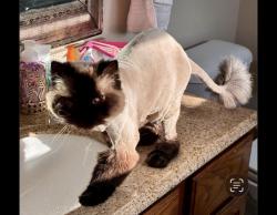 Lost Male Cat last seen Scottsdale Drive, North Royalton , North Royalton, OH 44133