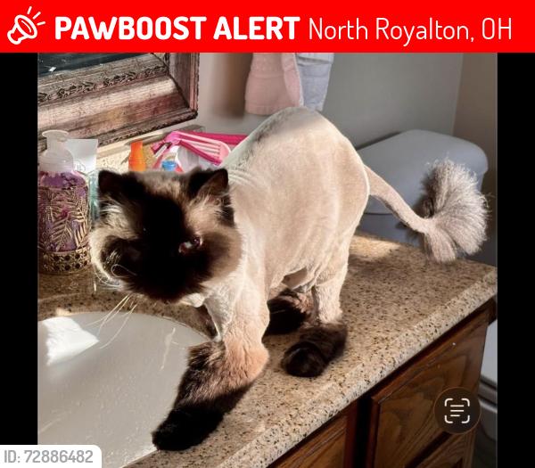 Lost Male Cat last seen Scottsdale Drive, North Royalton , North Royalton, OH 44133