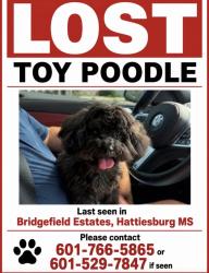 Lost Unknown Dog last seen Across the street from Canebrake golf course, Hattiesburg, MS 39401