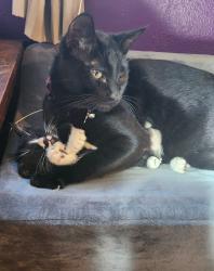 Lost Male Cat last seen D street and 18th , Salem, OR 97301