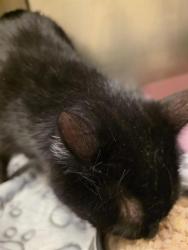 Shelter Stray Female Cat last seen Near BLOCK W BLUEBIRD CIR, Salt Lake City, UT 84120