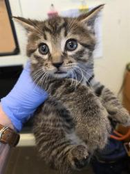 Shelter Stray Female Cat last seen Near BLOCK W BLUEBIRD CIR, Salt Lake City, UT 84120