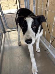 Shelter Stray Male Dog last seen Near BLK MONITOR ST, BAKERSFIELD, CA, Bakersfield, CA 93307
