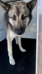 Shelter Stray Male Dog last seen Near BLOCK PACHECO RD, BAKERSFIELD, CA, Bakersfield, CA 93307