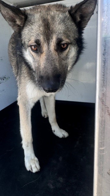 Shelter Stray Male Dog last seen Near BLOCK PACHECO RD, BAKERSFIELD, CA, Bakersfield, CA 93307