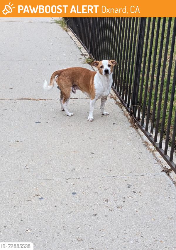 Found/Stray Male Dog last seen Sunkist elementary , Oxnard, CA 93033