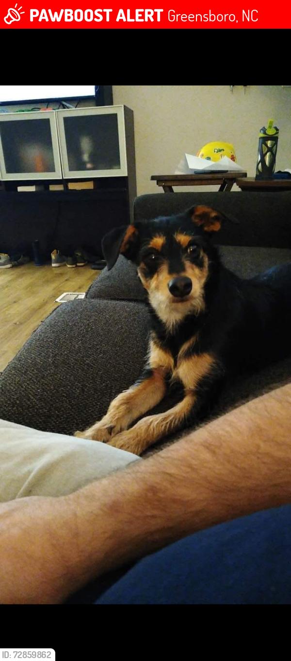 Lost Male Dog last seen Randleman Road near steeple chase , Greensboro, NC 27406