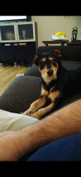 Lost Male Dog last seen Randleman Road near steeple chase , Greensboro, NC 27406