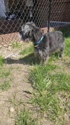 Found/Stray Male Dog last seen Near Holloway st , Durham, NC 27703