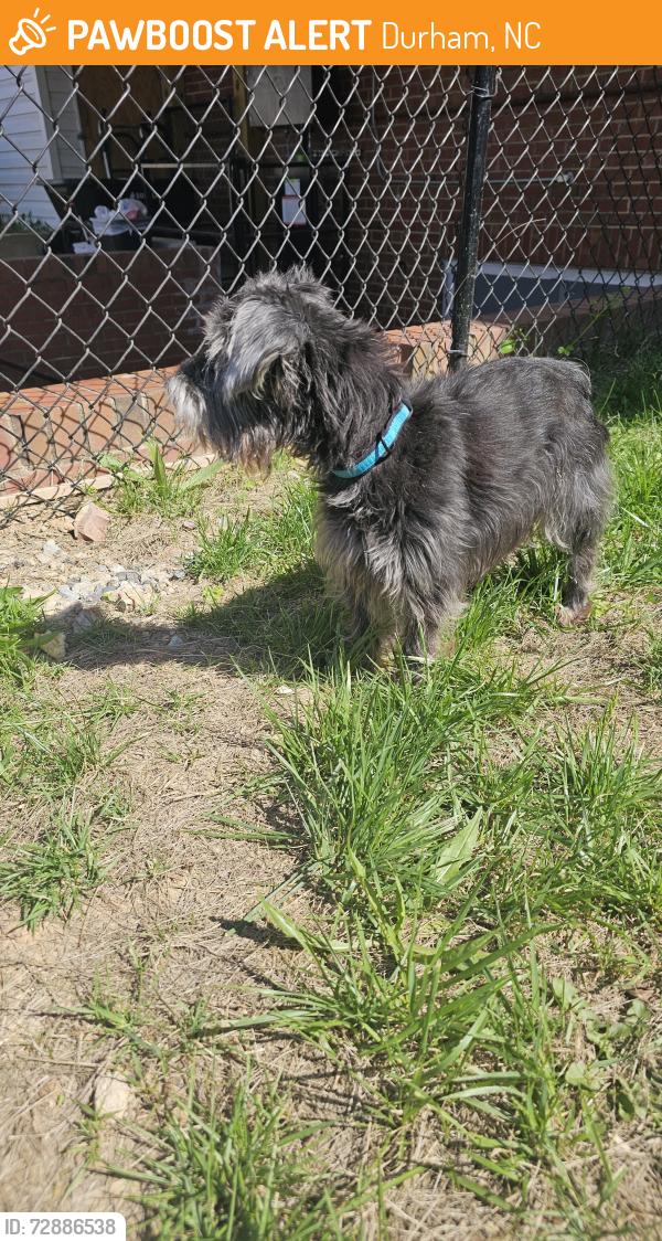 Found/Stray Male Dog last seen Near Holloway st , Durham, NC 27703