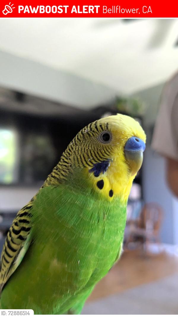 Lost Male Bird last seen Woodruff and Foster , Bellflower, CA 90706