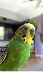 Lost Male Bird last seen Woodruff and Foster , Bellflower, CA 90706