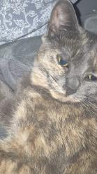 Reunited Female Cat last seen Wahby park, lange and Jefferson, lange and Greater Mack,  / Dave Coulier wag, St. Clair Shores, MI 48080