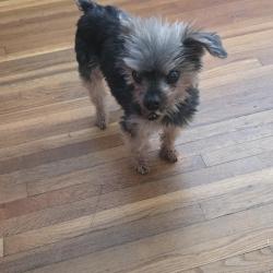 Lost Male Dog last seen Duke St and Hailey St, Bakersfield, CA 93305