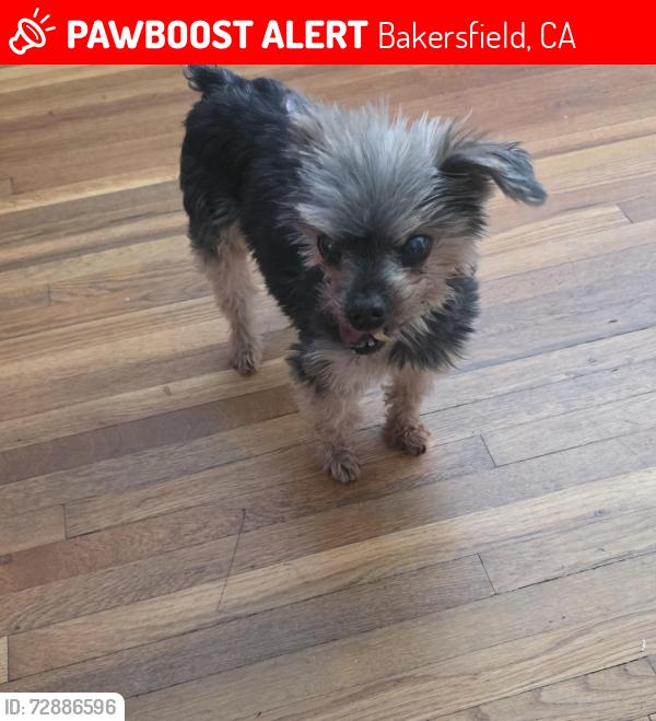 Lost Male Dog last seen Duke St and Hailey St, Bakersfield, CA 93305