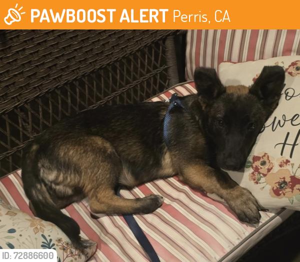Found/Stray Male Dog last seen Evans,  perris , Perris, CA 92571