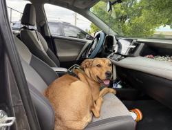 Found/Stray Female Dog last seen Harding Fine arts school , Oklahoma City, OK 73118