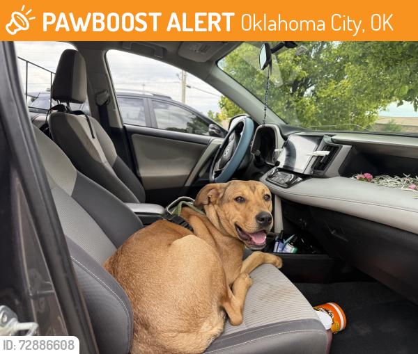 Found/Stray Female Dog last seen Harding Fine arts school , Oklahoma City, OK 73118