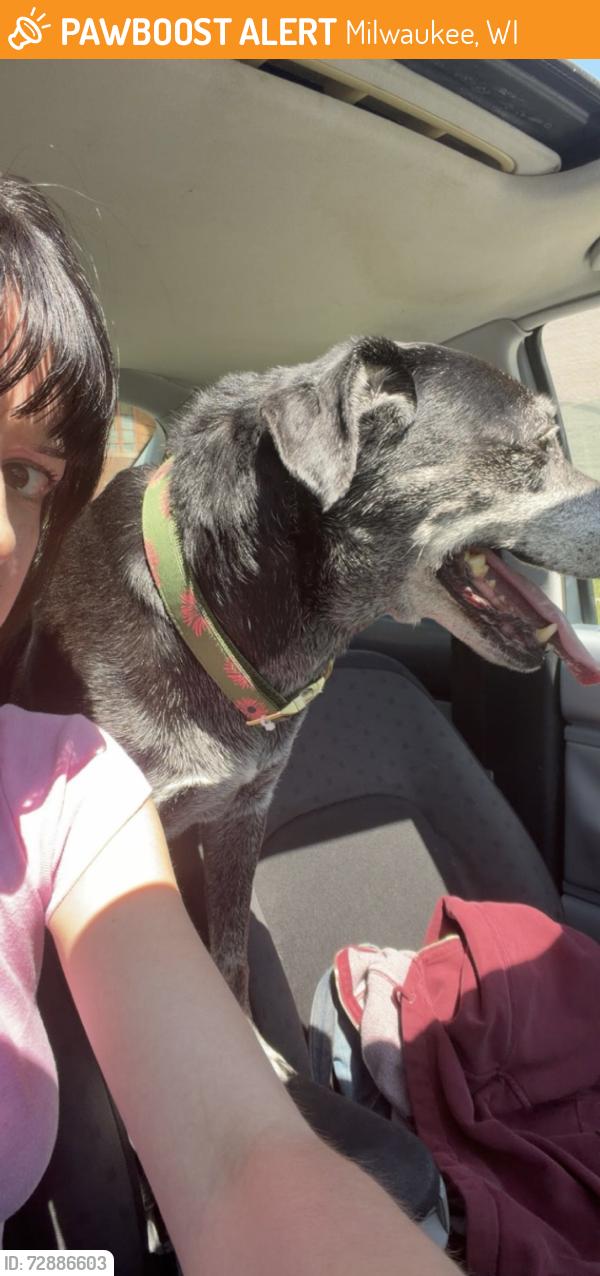 Found/Stray Unknown Dog last seen New Covenant Missionary Church , Milwaukee, WI 53210