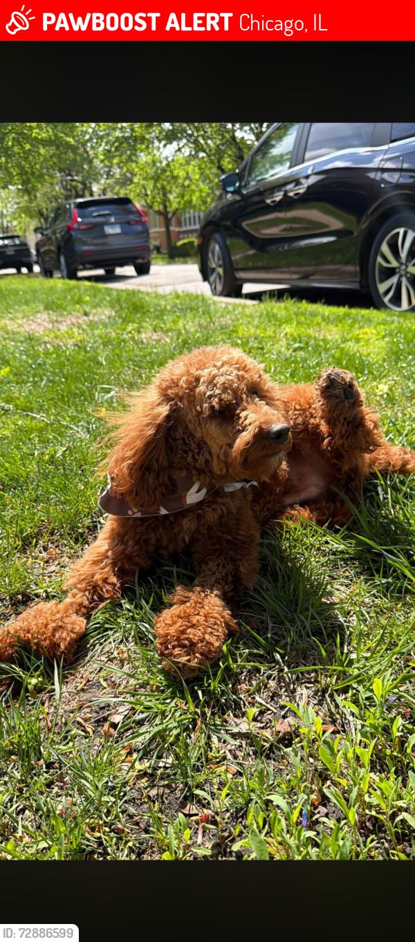 Lost Male Dog last seen State, Chicago, IL 60604