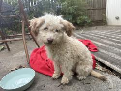 Found/Stray Unknown Dog last seen Burton Hill Road and White Settlement, Westworth Village, TX 76107