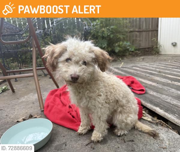 Found/Stray Unknown Dog last seen Burton Hill Road and White Settlement, Westworth Village, TX 76107