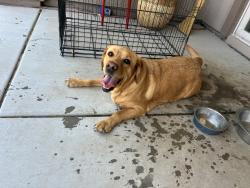 Reunited Female Dog last seen Madeira canyon park, Henderson NV, Henderson, NV 89044
