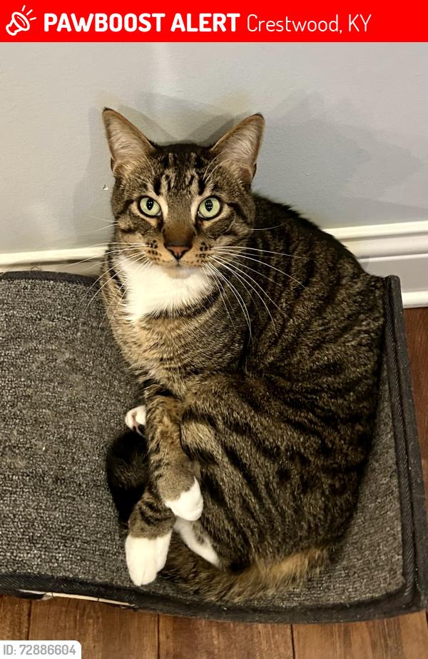 Lost Male Cat last seen Brentwood Neighborhood, Crestwood, KY 40014