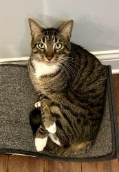 Lost Male Cat last seen Brentwood Neighborhood, Crestwood, KY 40014