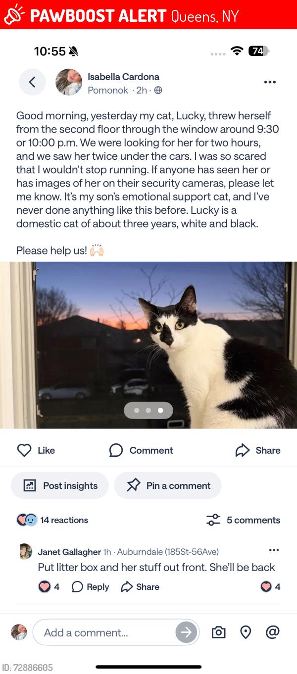 Lost Female Cat last seen 61-41 parsons blvd, Queens, NY 11365