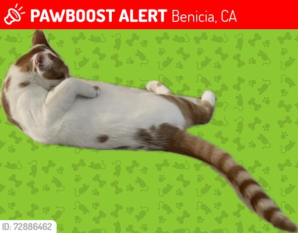 Lost Male Cat last seen Military West and London Circle area, Benicia, CA 94510