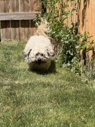 Found/Stray Male Dog last seen Westwoor Commons (Anytime Fitness), Greeley, CO 80634