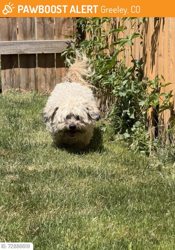 Found/Stray Male Dog last seen Westwoor Commons (Anytime Fitness), Greeley, CO 80634