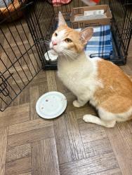 Found/Stray Male Cat last seen Old Okeechobee Rd/Florida Mango Rd, West Palm Beach, FL 33409