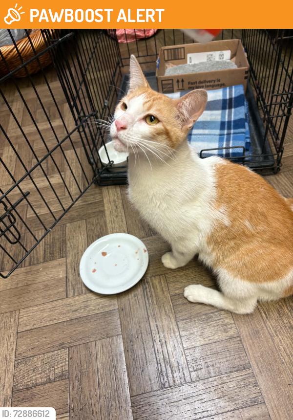 Found/Stray Male Cat last seen Old Okeechobee Rd/Florida Mango Rd, West Palm Beach, FL 33409