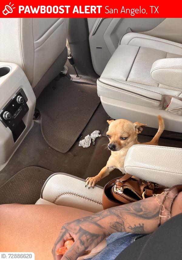 Lost Male Dog last seen Near n Schroeder ave, San Angelo, TX 76905