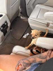 Lost Male Dog last seen Near n Schroeder ave, San Angelo, TX 76905