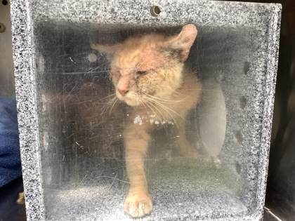 Shelter Stray Unknown Cat last seen Longview Dr., 75149, TX, Mesquite, TX 75149