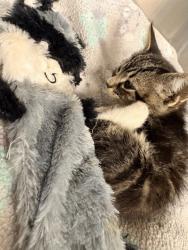 Shelter Stray Male Cat last seen Memphis, TN 38114, Bartlett, TN 38134