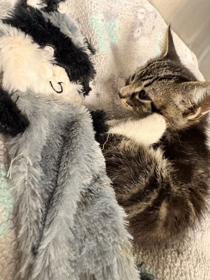 Shelter Stray Male Cat last seen Memphis, TN 38114, Bartlett, TN 38134