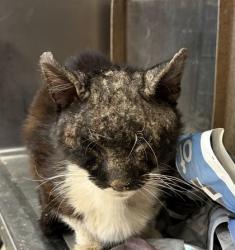 Shelter Stray Unknown Cat last seen Near Highland street, 75149, TX, Mesquite, TX 75149