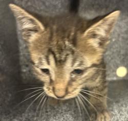 Shelter Stray Male Cat last seen Near Sara Dr, 75149, TX, Mesquite, TX 75149