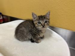 Shelter Stray Female Cat last seen Near Sara Dr, 75149, TX, Mesquite, TX 75149