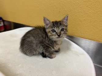 Shelter Stray Female Cat last seen Near Sara Dr, 75149, TX, Mesquite, TX 75149