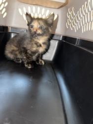Shelter Stray Female Cat last seen Near Sara Dr, 75149, TX, Mesquite, TX 75149
